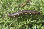 Bedstraw Hawk-moth (Hyles gallii)
