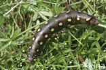 Bedstraw Hawk-moth (Hyles gallii)