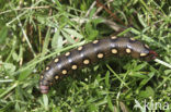 Bedstraw Hawk-moth (Hyles gallii)
