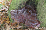 Waslakzwam (Ganoderma pfeifferi) 