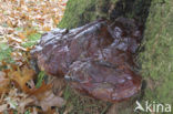 Waslakzwam (Ganoderma pfeifferi) 