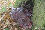 Waslakzwam (Ganoderma pfeifferi) 