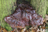 Waslakzwam (Ganoderma pfeifferi) 