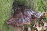 Waslakzwam (Ganoderma pfeifferi) 