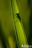 Waterjuffer (Coenagrion sp.)