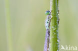 Waterjuffer (Coenagrion sp.)