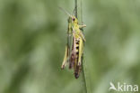 Wekkertje (Omocestus viridulus)