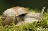 Wijngaardslak (Helix pomatia) 