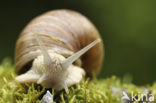 Wijngaardslak (Helix pomatia) 