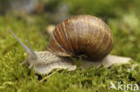 Wijngaardslak (Helix pomatia) 