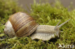 Roman Snail