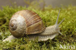 Wijngaardslak (Helix pomatia) 