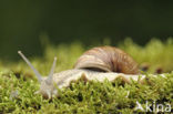 Wijngaardslak (Helix pomatia) 