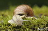 Roman Snail