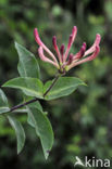 Honeysuckle (Lonicera periclymenum)