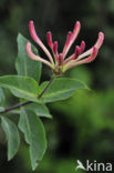 Honeysuckle (Lonicera periclymenum)