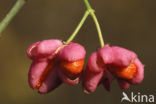 Wilde kardinaalsmuts (Euonymus europaeus)