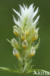 Field Cow-wheat (Melampyrum arvense)