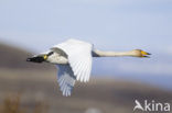 Whooper Swan (Cygnus cygnus)