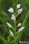 Wit bosvogeltje (Cephalanthera longifolia) 