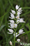 Wit bosvogeltje (Cephalanthera longifolia) 