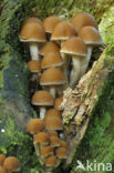 Common stump Brittlestem (Psathyrella piluliformis)