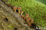 Common stump Brittlestem (Psathyrella piluliformis)