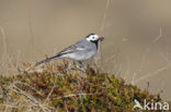 Witte Kwikstaart (Motacilla alba)