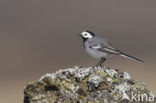 Witte Kwikstaart (Motacilla alba)