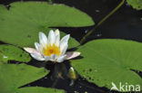 Witte waterlelie (Nymphaea alba)