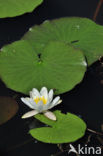 Witte waterlelie (Nymphaea alba)