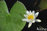 Witte waterlelie (Nymphaea alba)