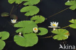 Witte waterlelie (Nymphaea alba)