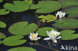 Witte waterlelie (Nymphaea alba)