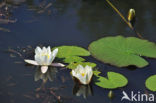 White Waterlily (Nymphaea alba)