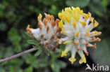 Wondklaver (Anthyllis vulneraria) 