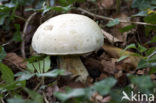 Boletus radicans