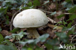 Boletus radicans