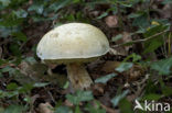 Wortelende boleet (Boletus radicans) 