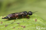 Xiphydria prolongata