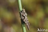 Cepero’s Ground-hopper (Tetrix ceperoi)