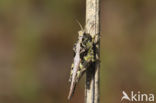 Cepero’s Ground-hopper (Tetrix ceperoi)