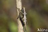 Cepero’s Ground-hopper (Tetrix ceperoi)