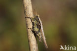 Cepero’s Ground-hopper (Tetrix ceperoi)