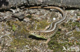 Zandhagedis (Lacerta agilis) 