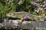 Sand Lizard (Lacerta agilis)