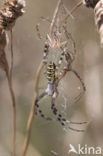 wasp spider (Argiope bruennichi)