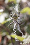 wasp spider (Argiope bruennichi)