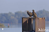 White-tailed Sea Eagle (Haliaeetus albicilla)