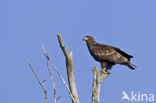 White-tailed Sea Eagle (Haliaeetus albicilla)